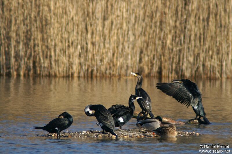 Grand Cormoranadulte, Comportement