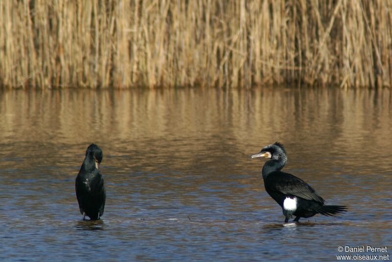 Grand Cormoranadulte, identification