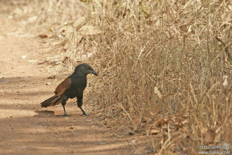 Greater Coucaladult, identification, walking