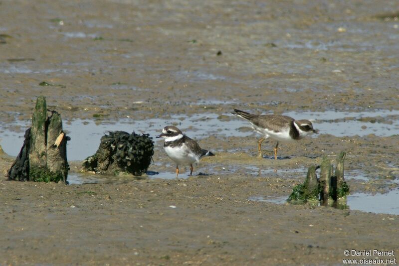 Common Ringed Ploveradult, identification