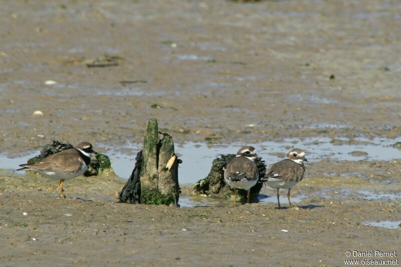 Common Ringed Ploveradult, identification