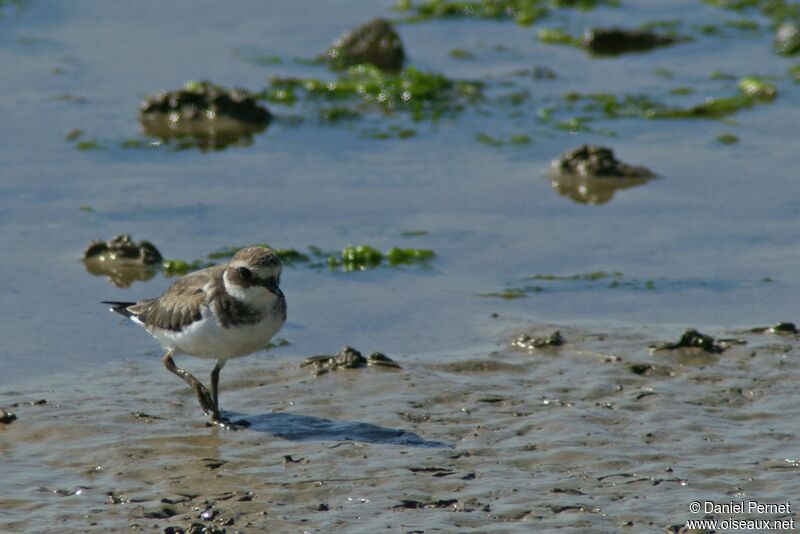 Common Ringed Ploveradult, identification