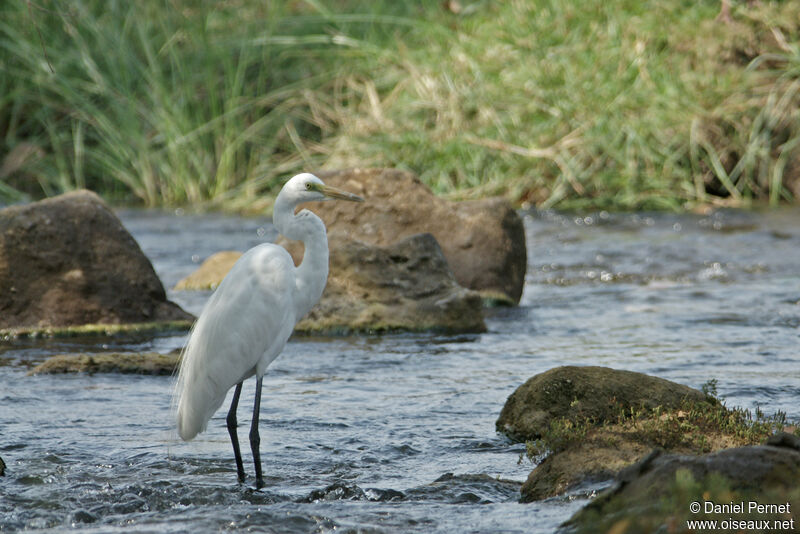 Great Egretadult