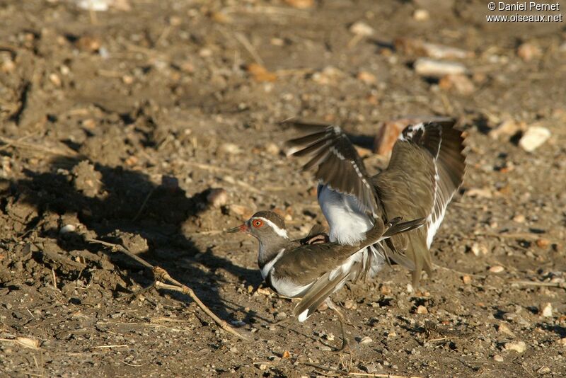 Three-banded Plover adult, Reproduction-nesting, Behaviour