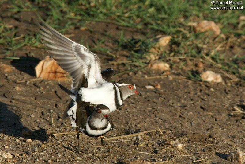 Three-banded Plover adult, Reproduction-nesting, Behaviour