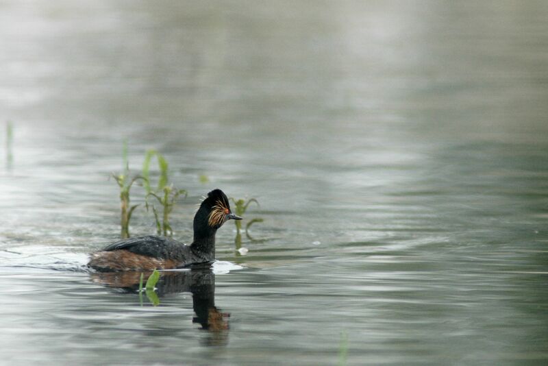 Black-necked Grebeadult, identification