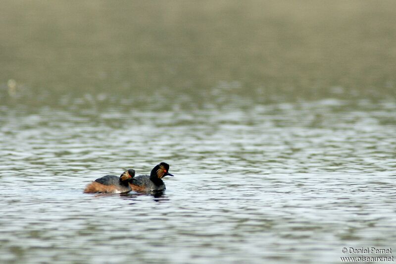 Black-necked Grebe adult, identification, Behaviour