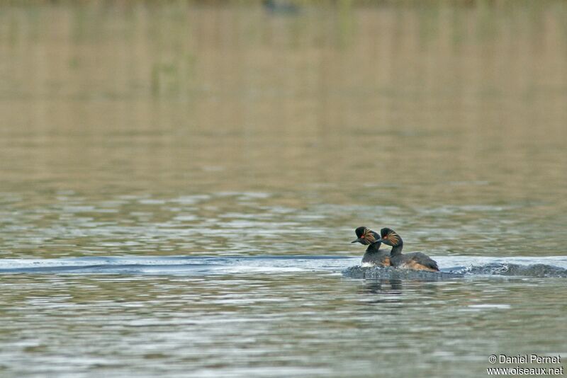 Black-necked Grebe adult, identification, Behaviour