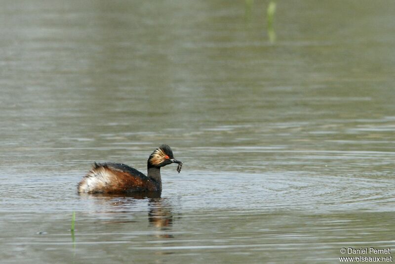 Black-necked Grebeadult, identification, feeding habits