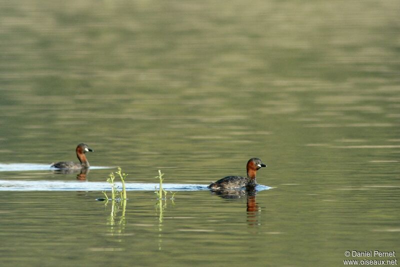 Little Grebe adult, identification