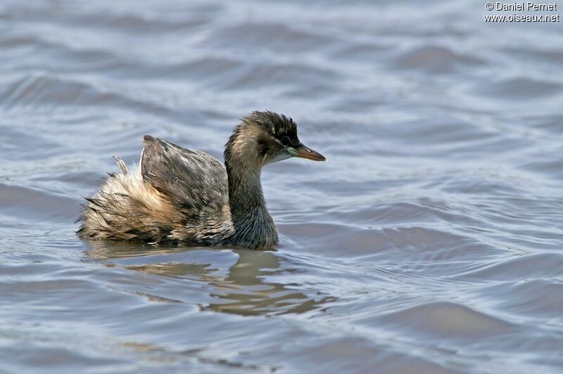 Little Grebe, identification