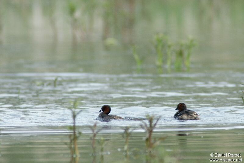 Little Grebe adult, identification