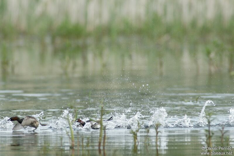 Grèbe castagneuxadulte, identification, Comportement