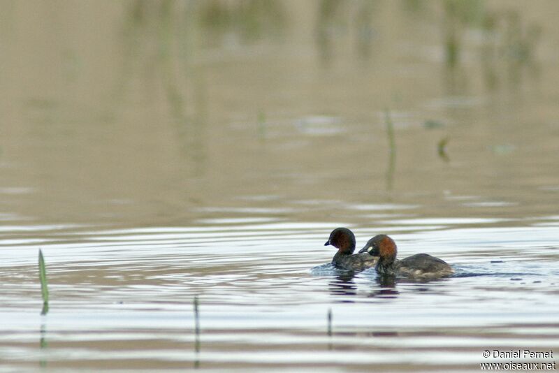 Little Grebe adult, identification