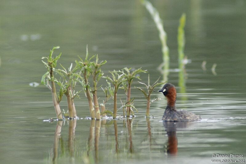 Little Grebeadult, identification