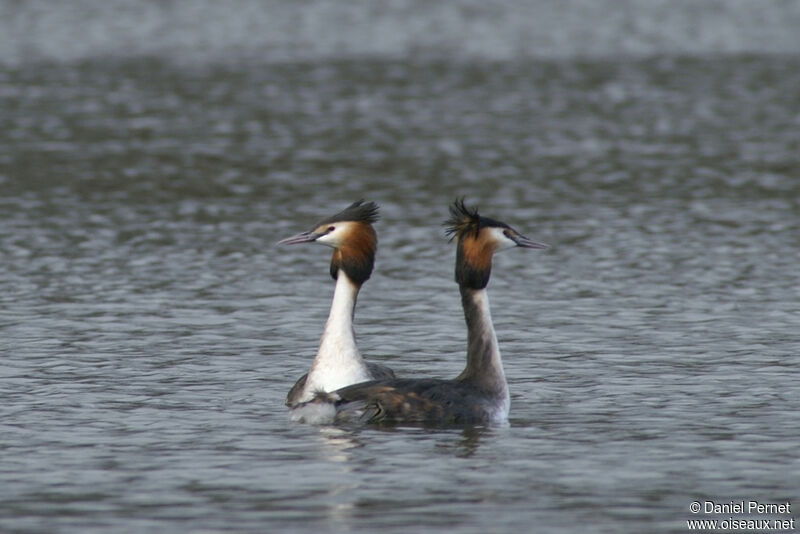 Great Crested Grebeadult breeding, identification, Behaviour