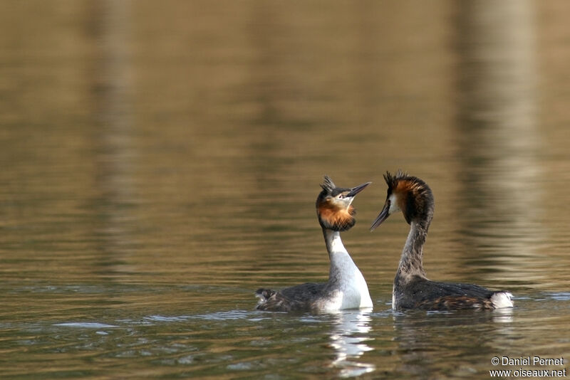 Great Crested Grebeadult breeding, identification, Behaviour