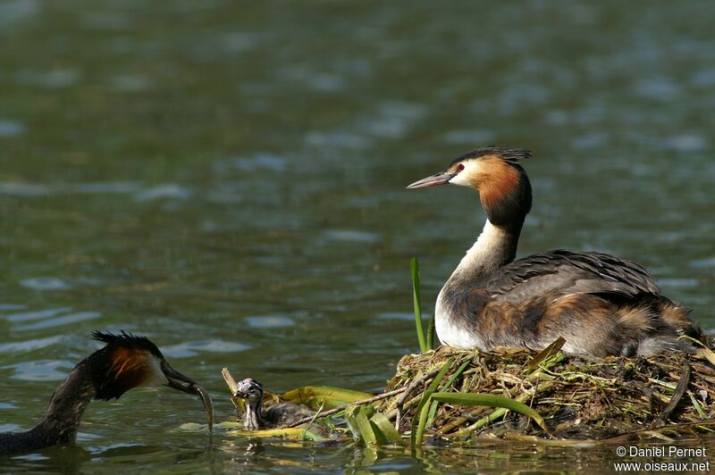 Great Crested Grebe, Behaviour