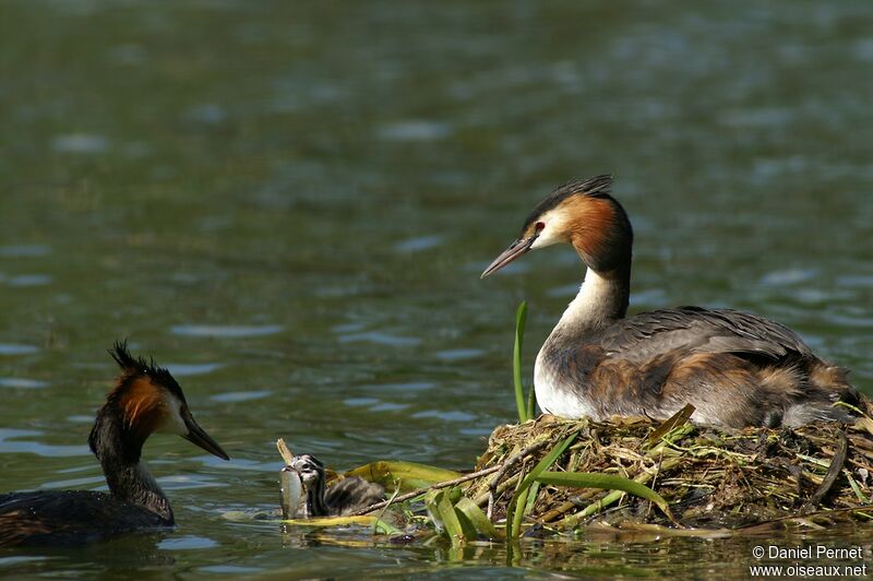 Great Crested Grebe, Behaviour