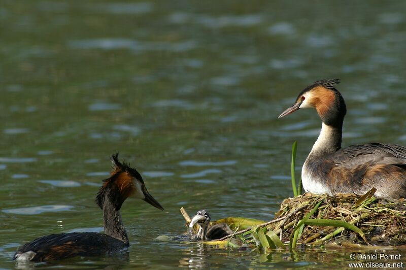 Great Crested Grebe, Behaviour