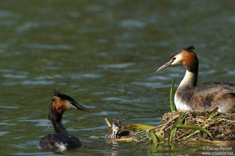 Great Crested Grebe, Behaviour