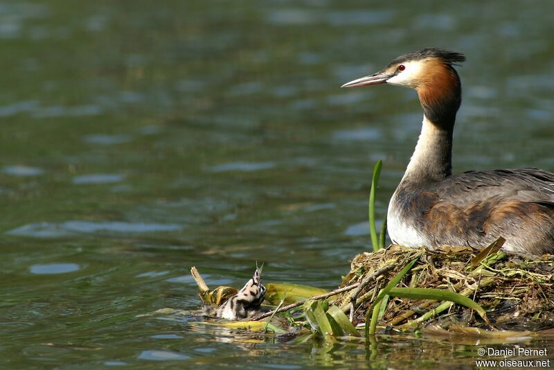 Great Crested Grebe, Behaviour