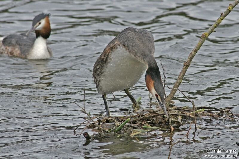 Great Crested Grebe adult, Behaviour