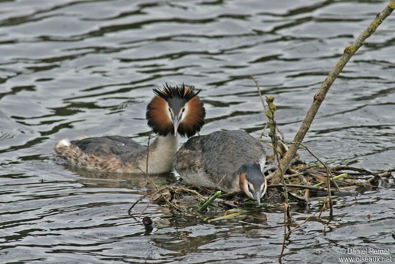 Great Crested Grebe adult, Behaviour