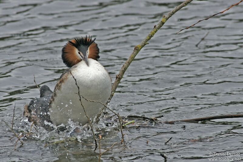 Great Crested Grebe adult, Behaviour