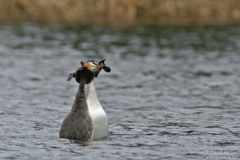 Great Crested Grebeadult breeding, identification, Behaviour