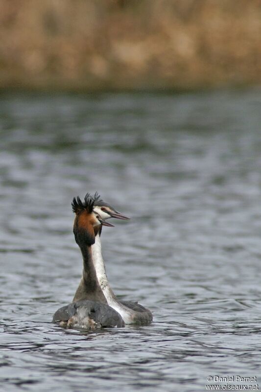 Great Crested Grebeadult breeding, identification, Behaviour