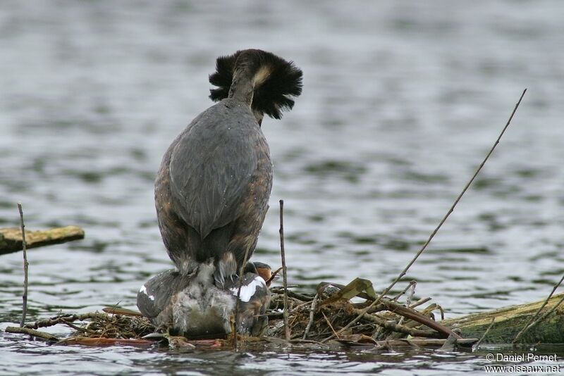 Great Crested Grebeadult breeding, identification, Behaviour