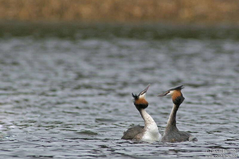 Great Crested Grebeadult breeding, identification, Behaviour