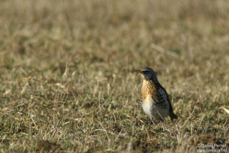 Fieldfareadult post breeding, identification