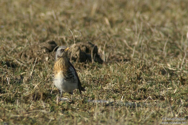 Fieldfareadult post breeding, identification