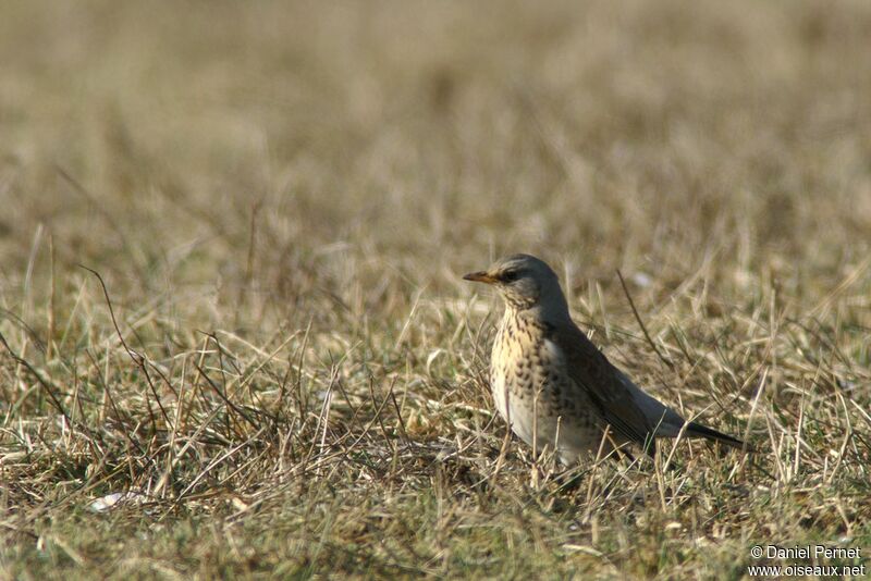 Fieldfareadult post breeding, identification