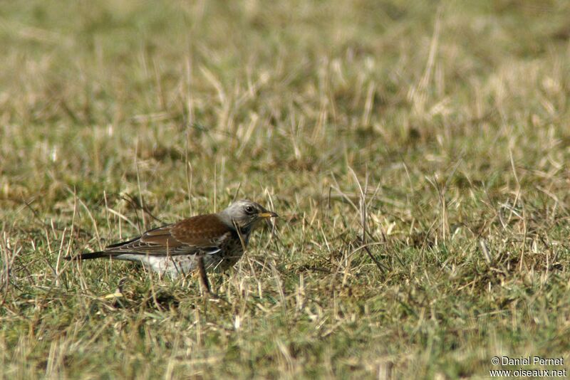 Fieldfareadult post breeding, identification