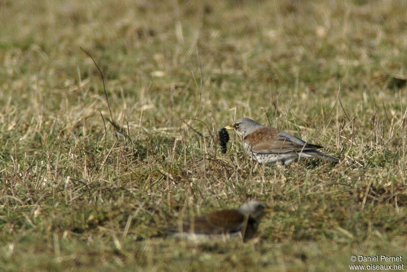 Fieldfareadult post breeding, feeding habits