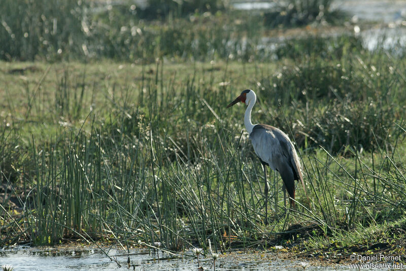 Grue caronculéeadulte, identification