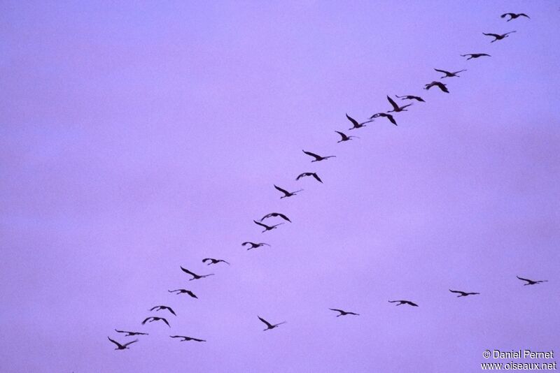 Common Crane, Flight