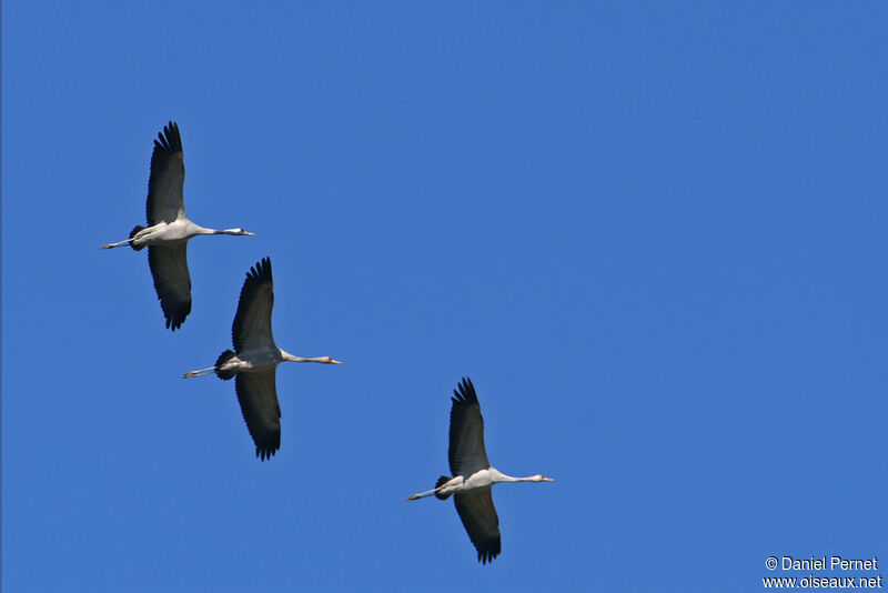 Common Crane, Flight