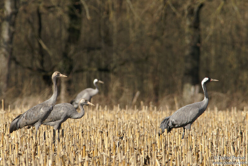 Common Craneadult, identification