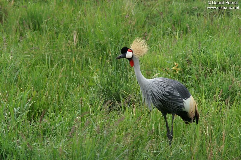 Grey Crowned Craneadult, identification