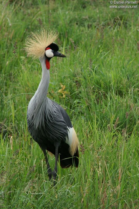 Grey Crowned Craneadult, identification