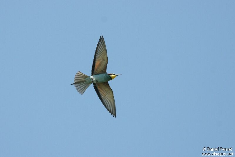 European Bee-eateradult, Flight