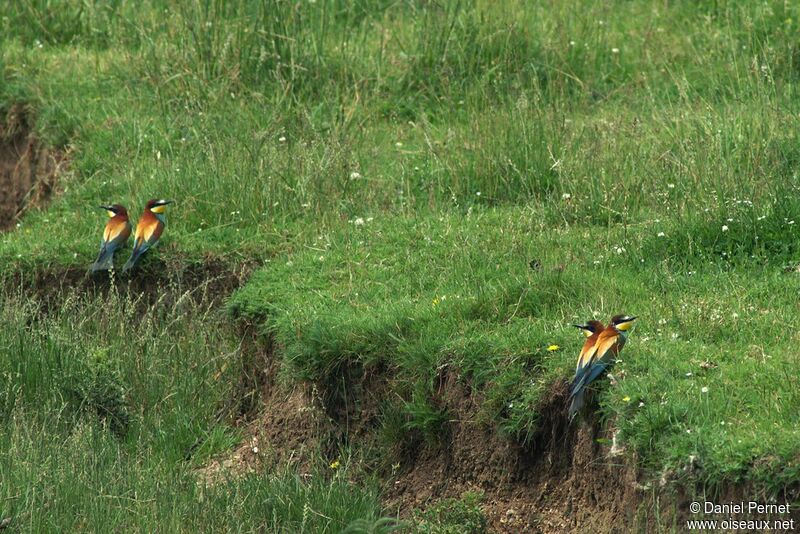 European Bee-eater adult breeding, Behaviour