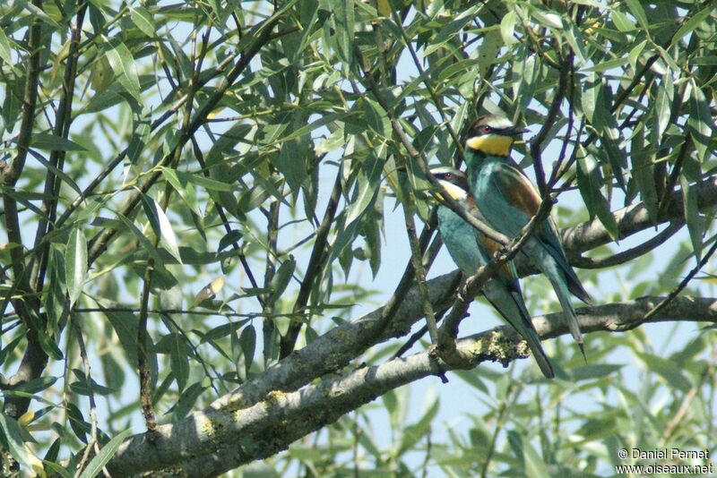 European Bee-eater adult breeding, identification, Behaviour