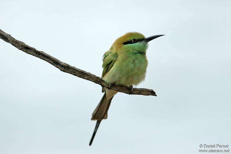 Guêpier d'Orientadulte, identification