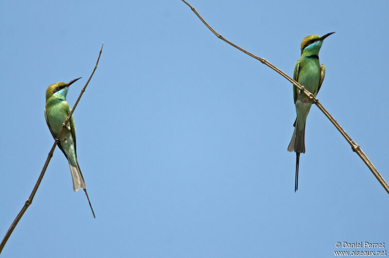 Asian Green Bee-eateradult