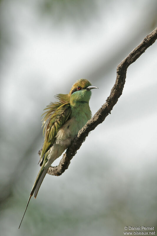 Guêpier d'Orientadulte, identification